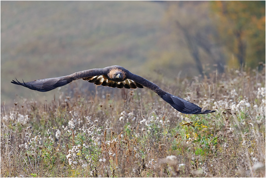Golden Eagle low approach
