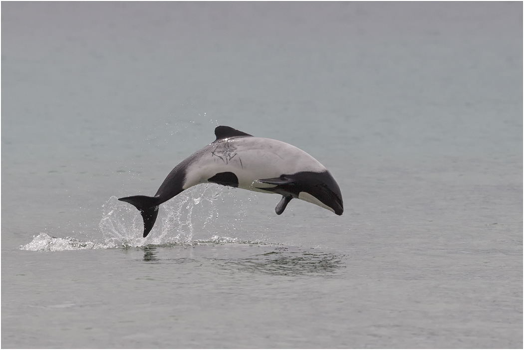 Commerson's Dolphin