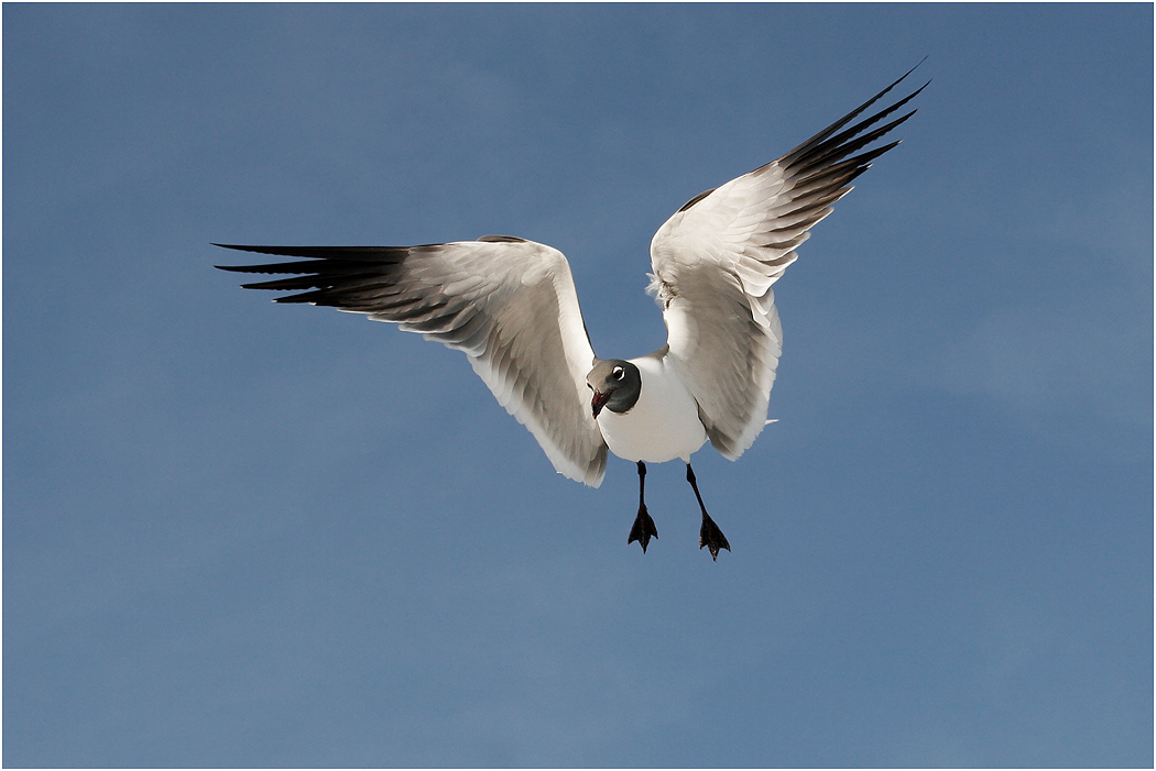 Laughing Gull, Florida, USA