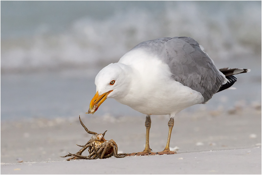 Herring Gull with crab, Florida, USA