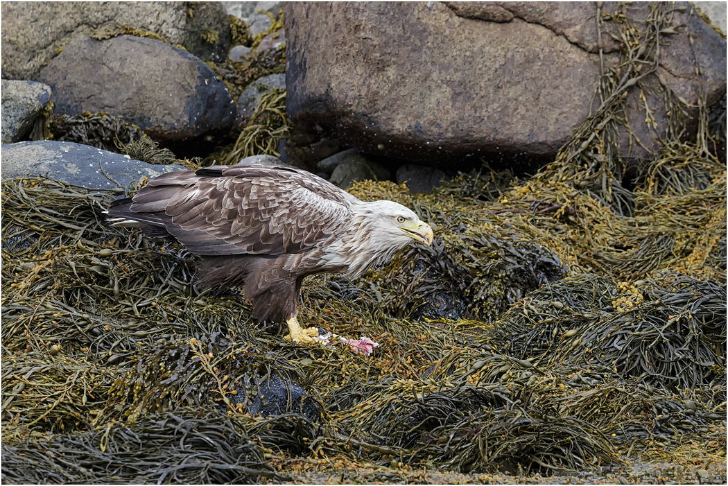 White-tailed Eagle eating catch, Norway