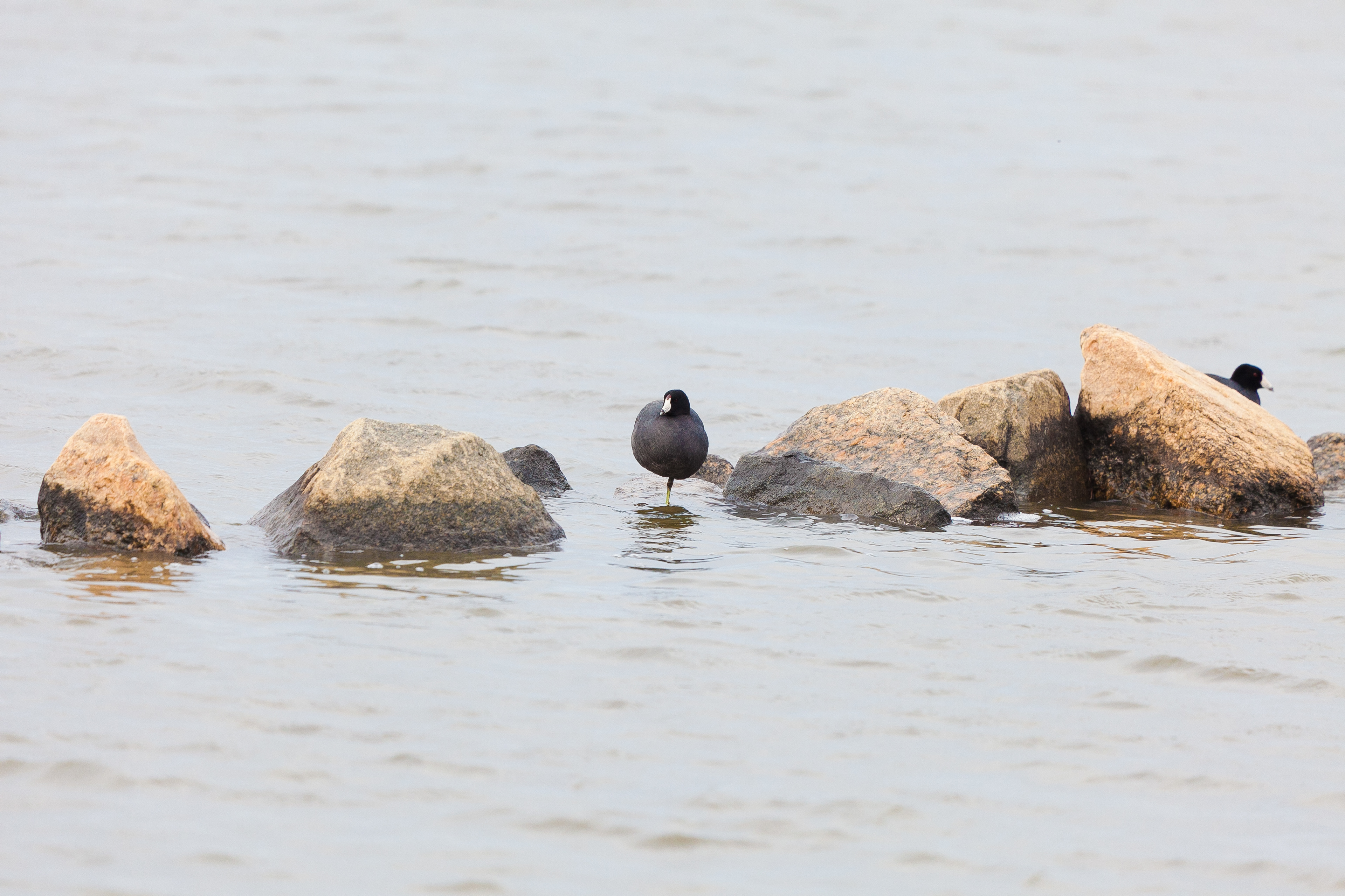 American Coot