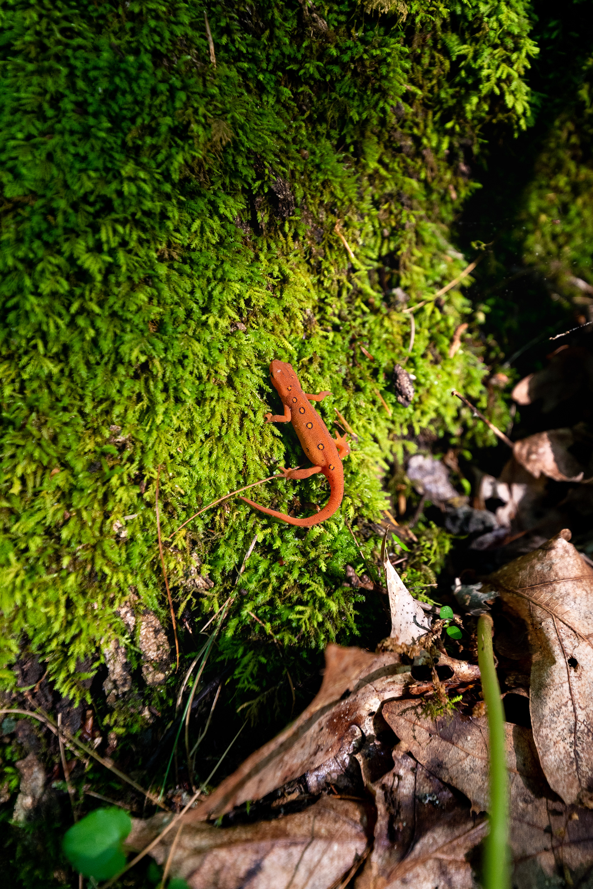 Elk State Park, Pennsylvania