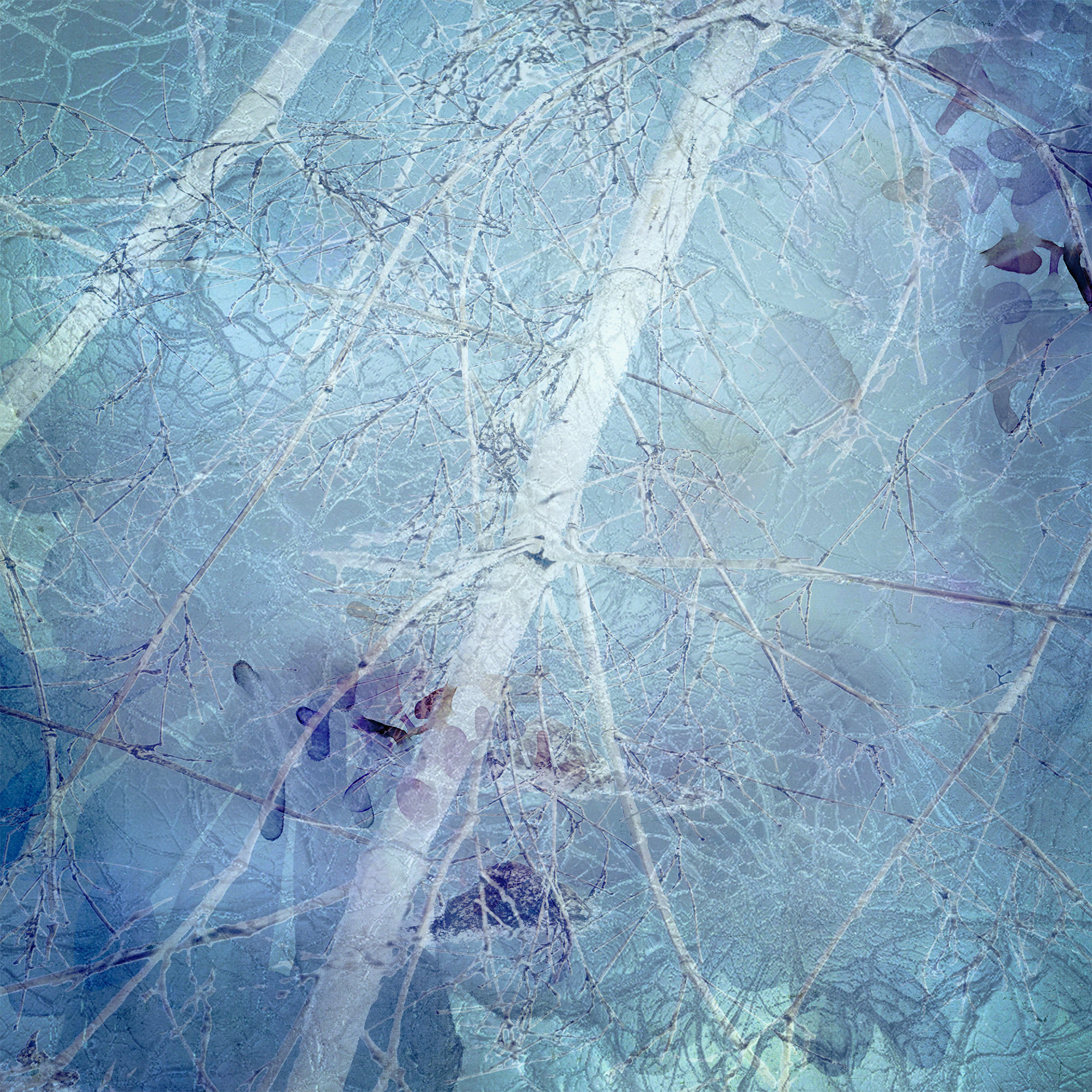 Winter Bamboo