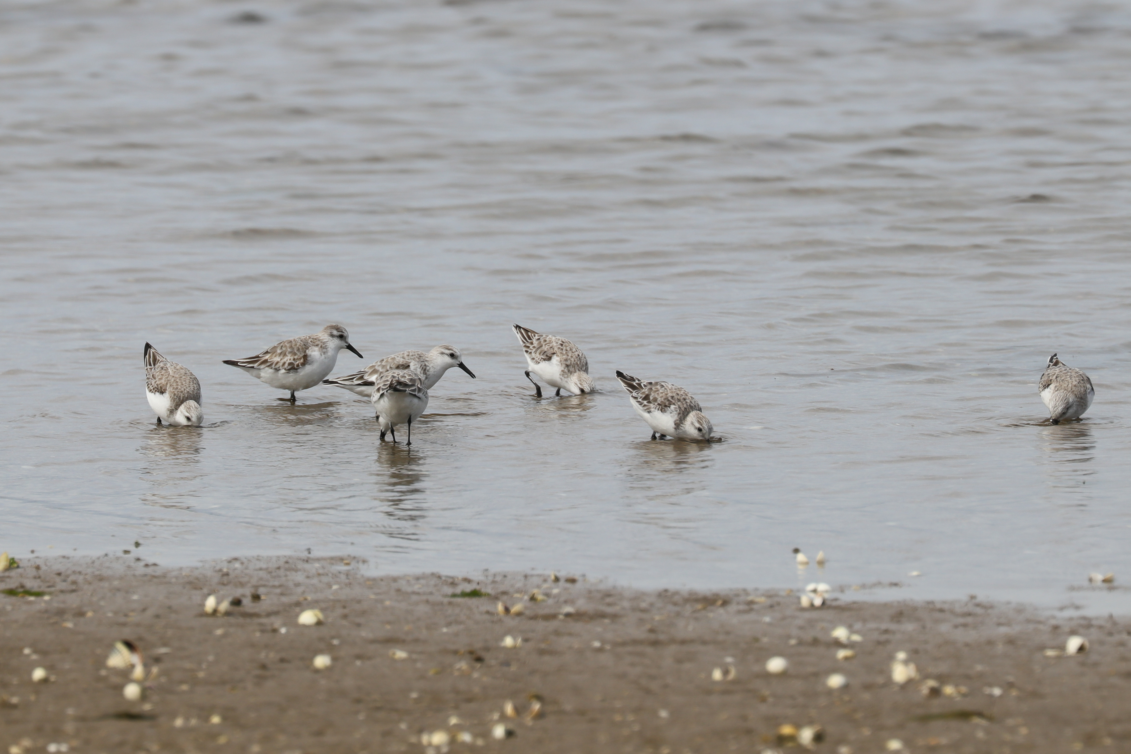 Territ tresdits (Calidris alba)