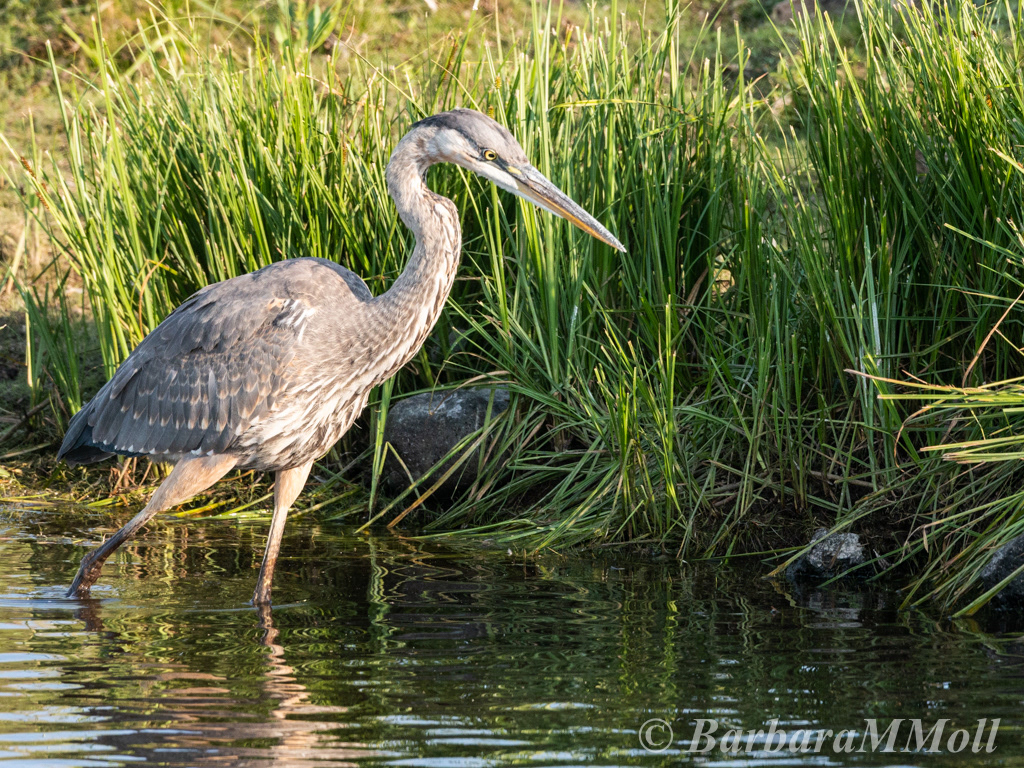 Mywildpix - Herons, Egrets & Cranes