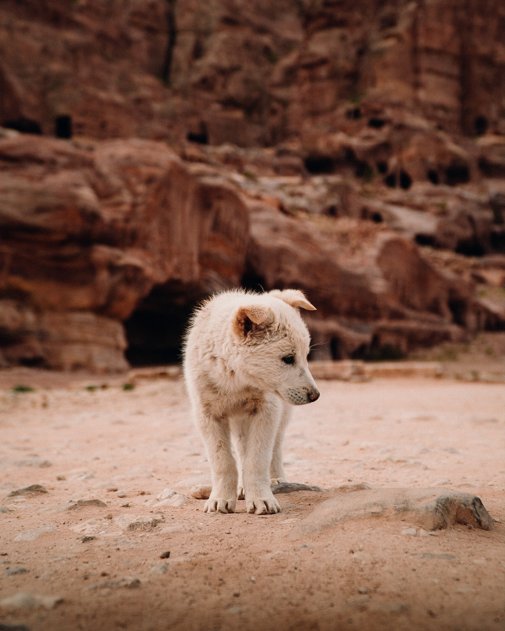 Petra, JOR