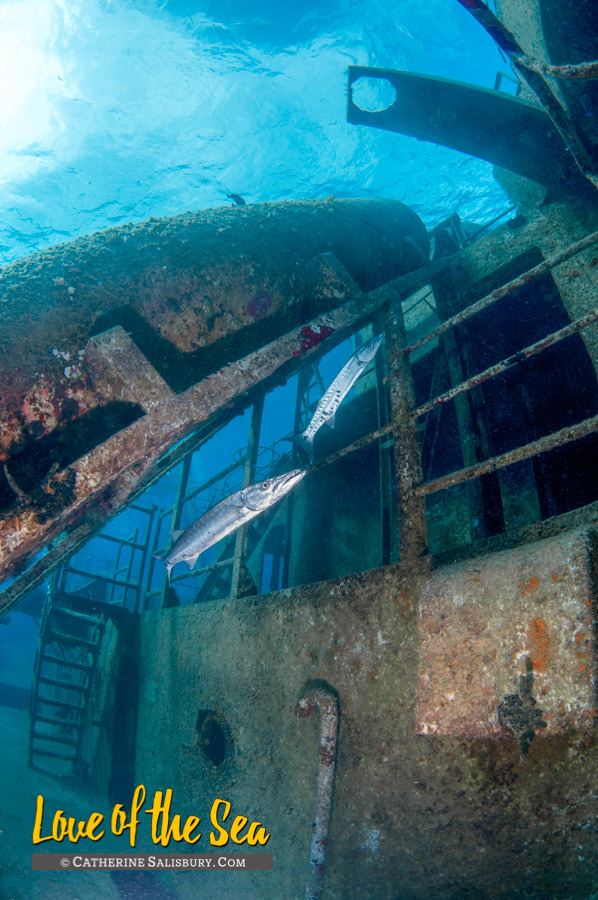 USS Kittiwake, Grand Cayman by Cathy Salisbury