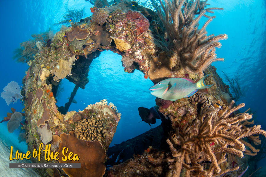 The Doc Poulson, Grand Cayman by Cathy Salisbury