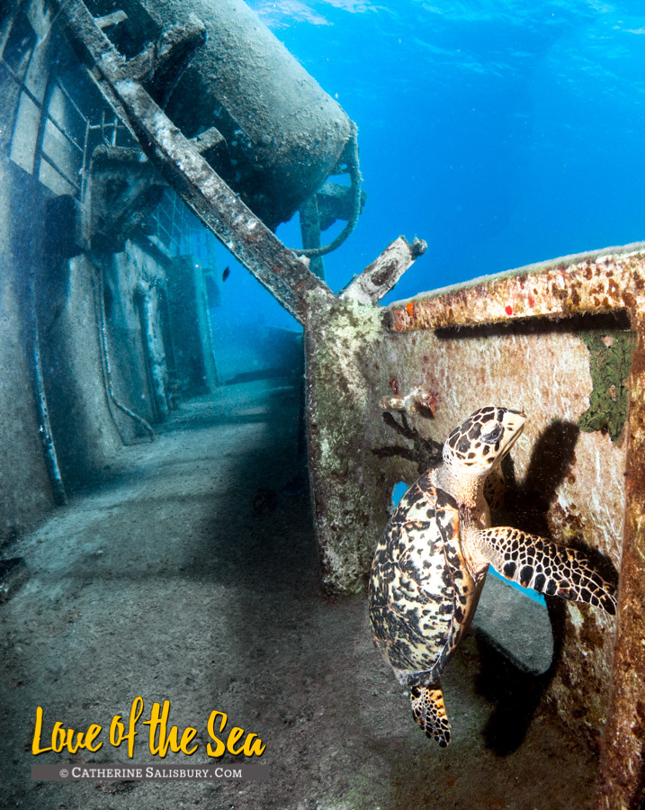 USS Kittiwake, Grand Cayman by Cathy Salisbury
