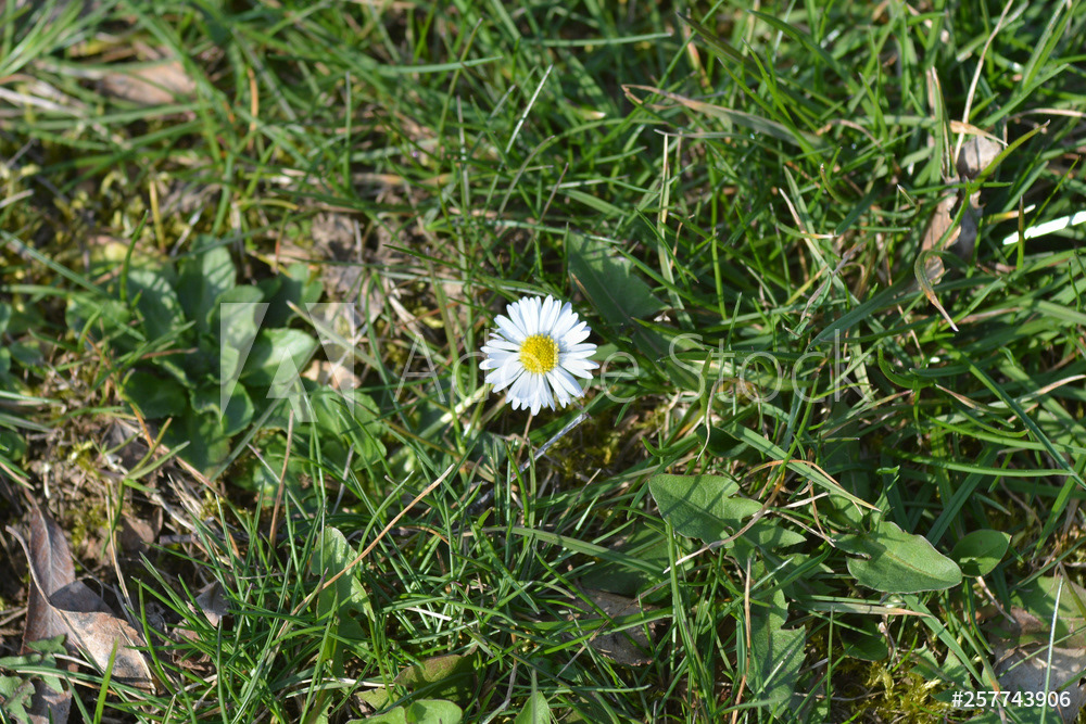 Gänseblümchen