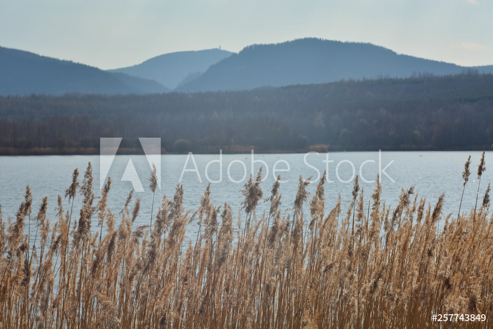 Ausblick zum Hochwald über den See hinweg