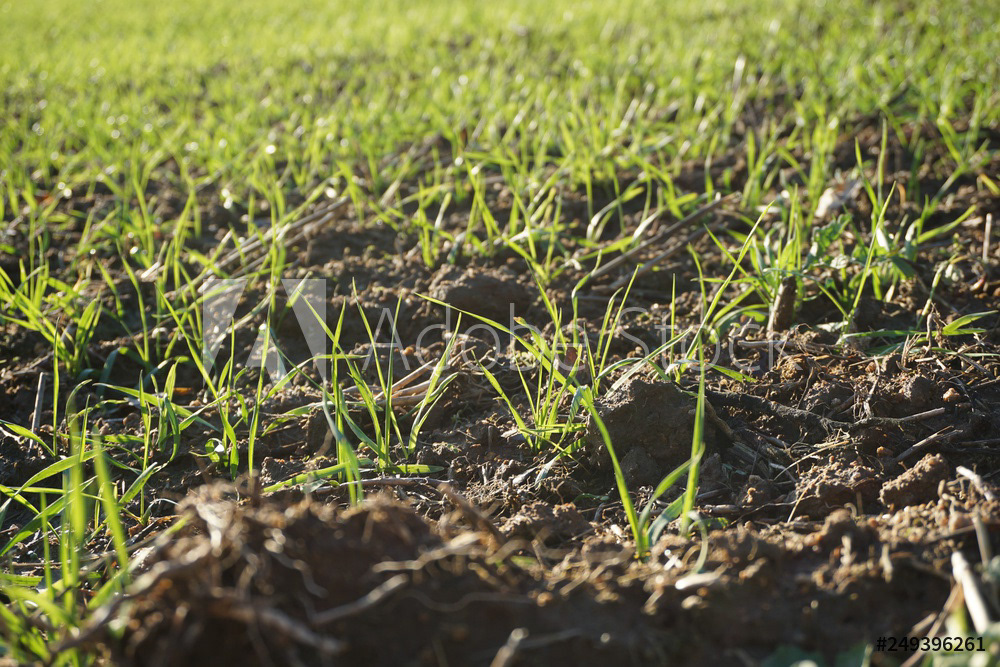Winterweizen im Januar