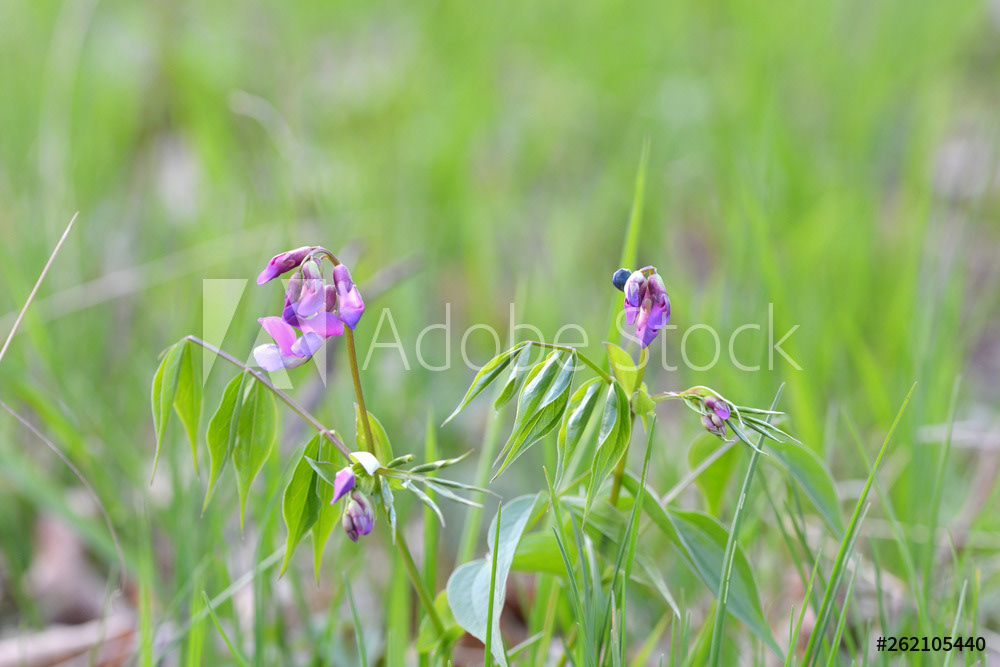 Frühlings-Platterbse