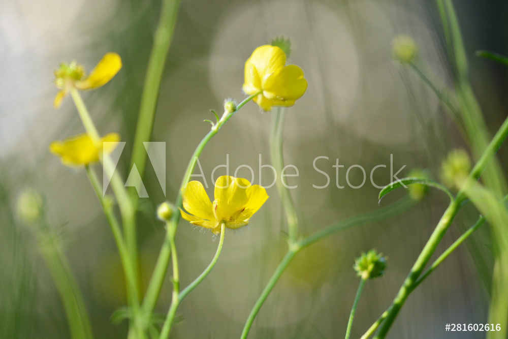 Kriechender Hahnenfuß