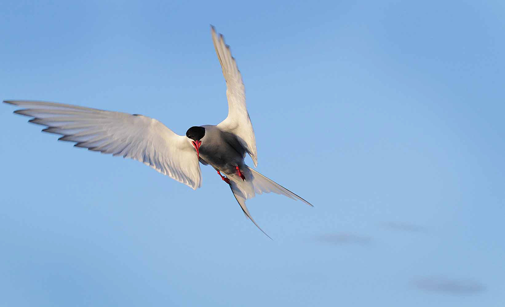 Arctic Tern, Iceland