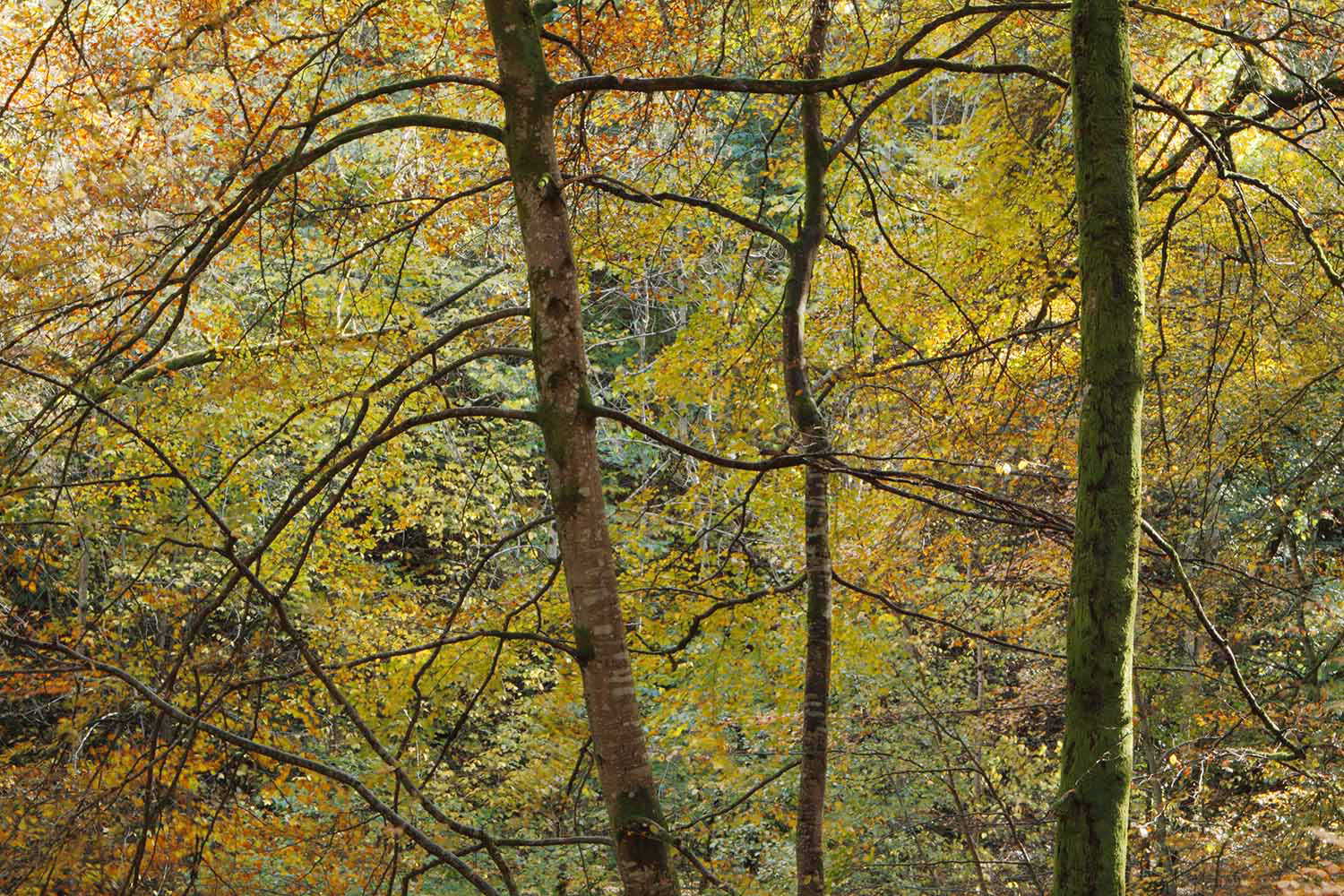 Autumn in Pertshire, Scotland