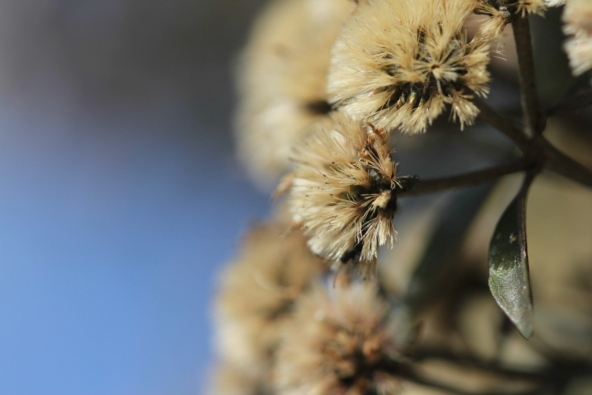 Flores aparentemente secas e vivas em Ibitipoca - MG.