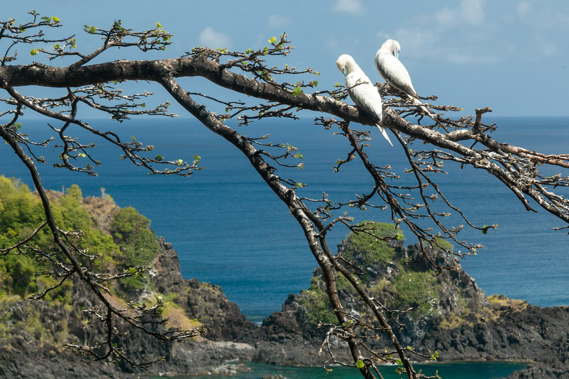 Dois Atobás descansando entre as árvores de Fernando de Noronha.