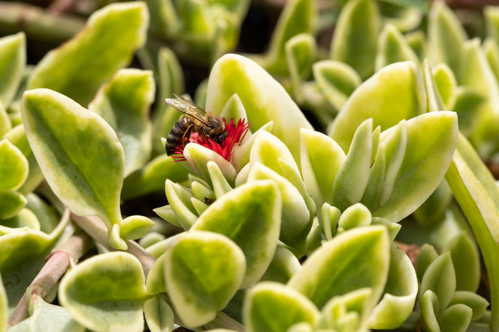 Abelha coletando pólen