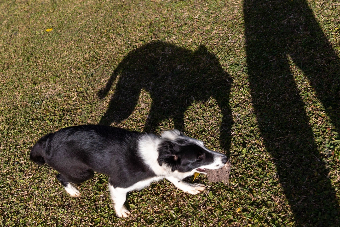 As sombras formando a imagem de um elefante