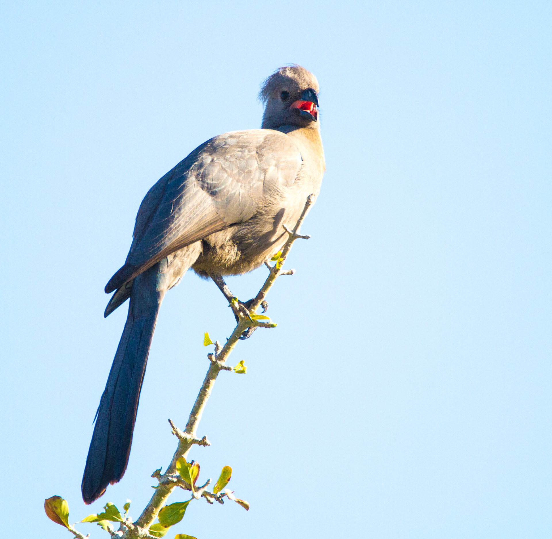 Grey Go-Away-Bird