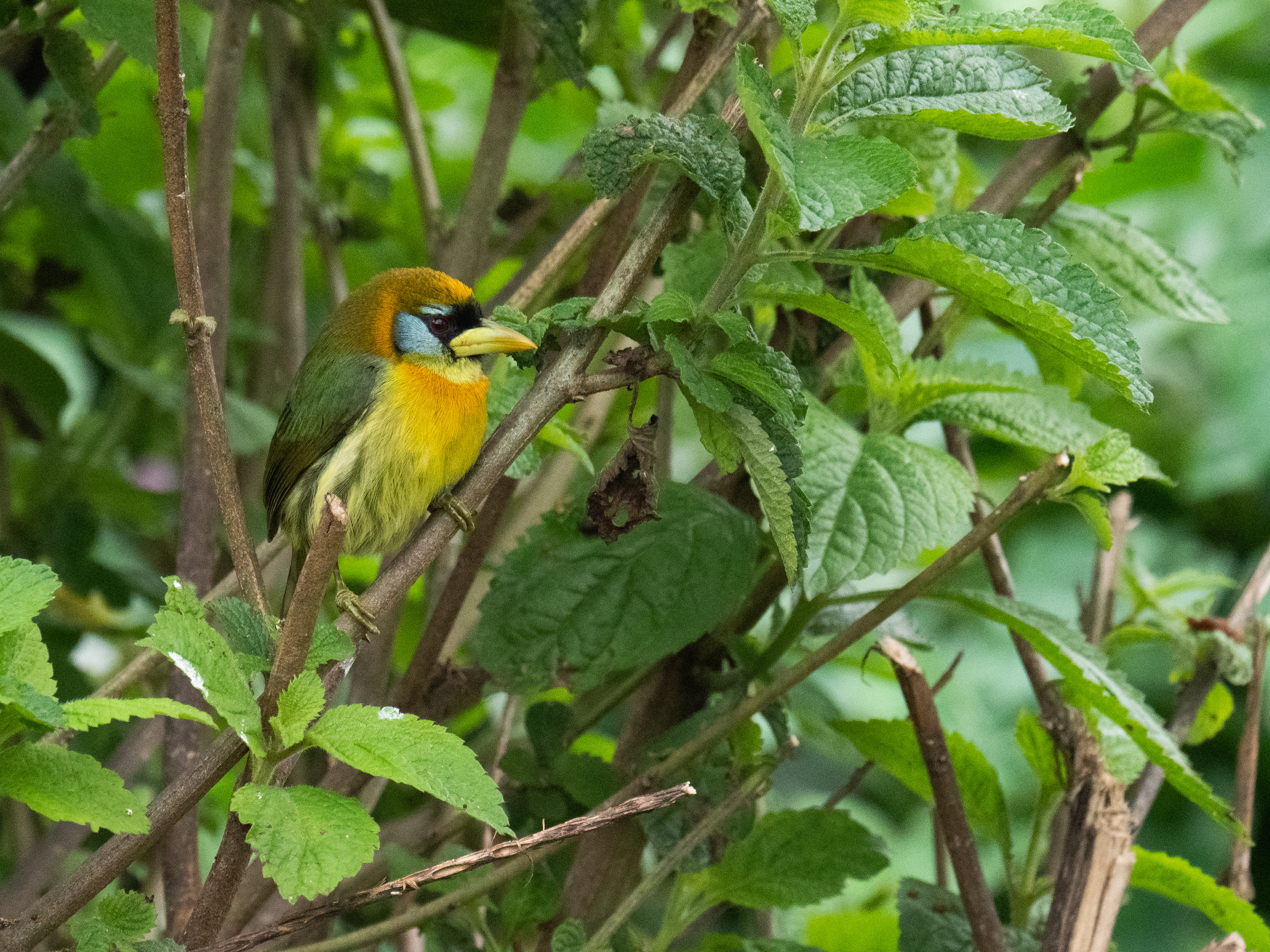 Rufous Motmot