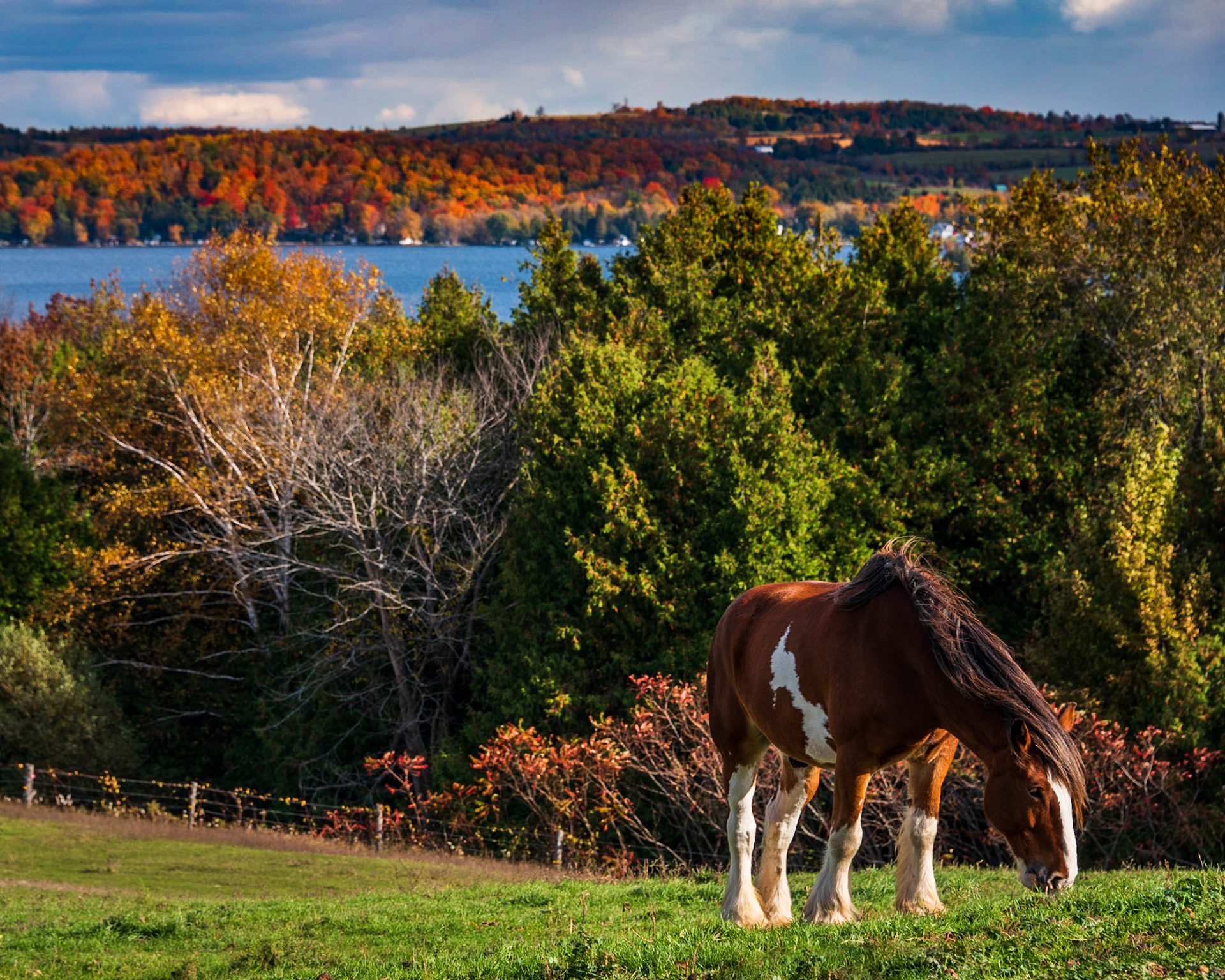 Falling for Horses