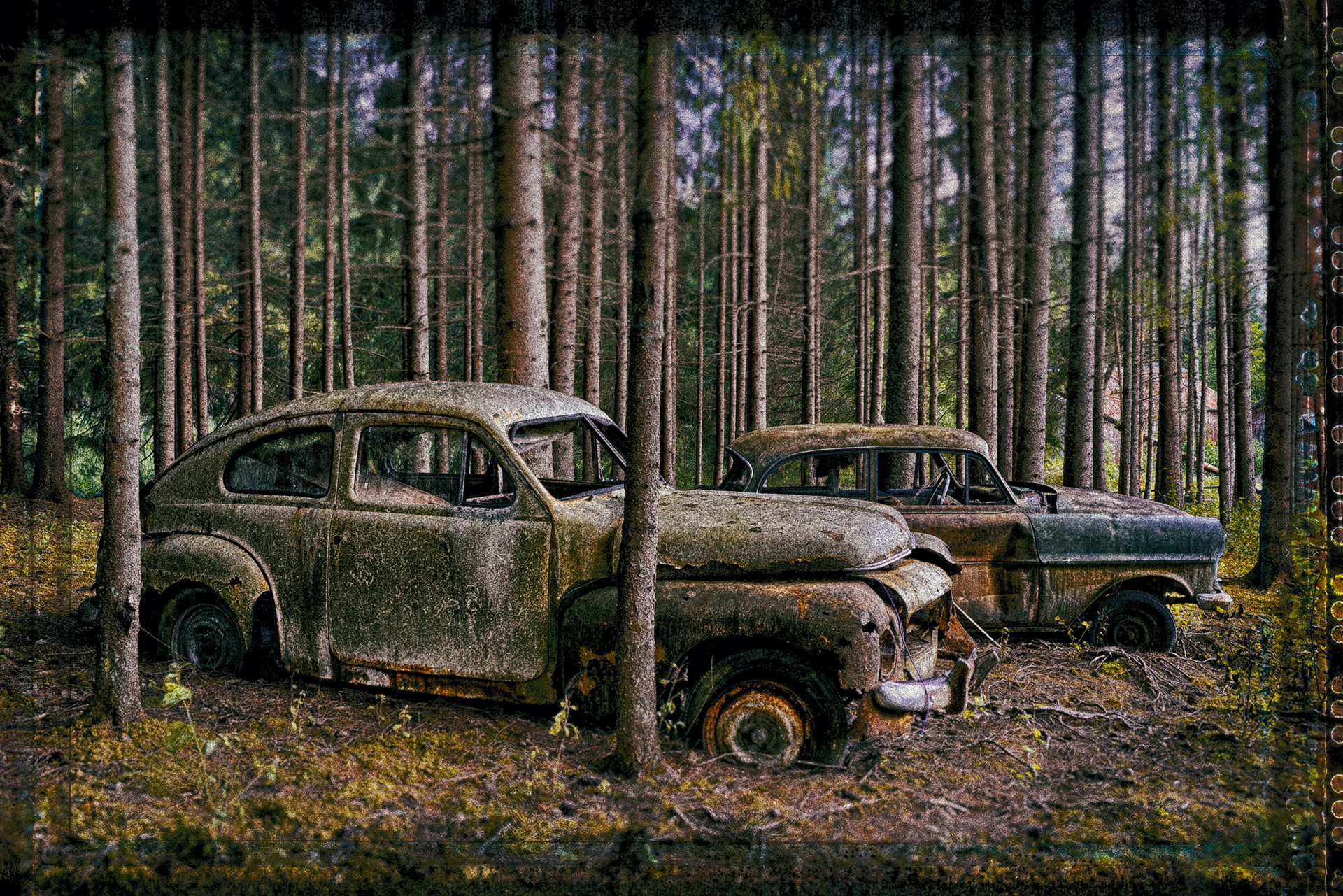 Old rusty vintage Opel and Volvo PV 544 abandoned in the woods