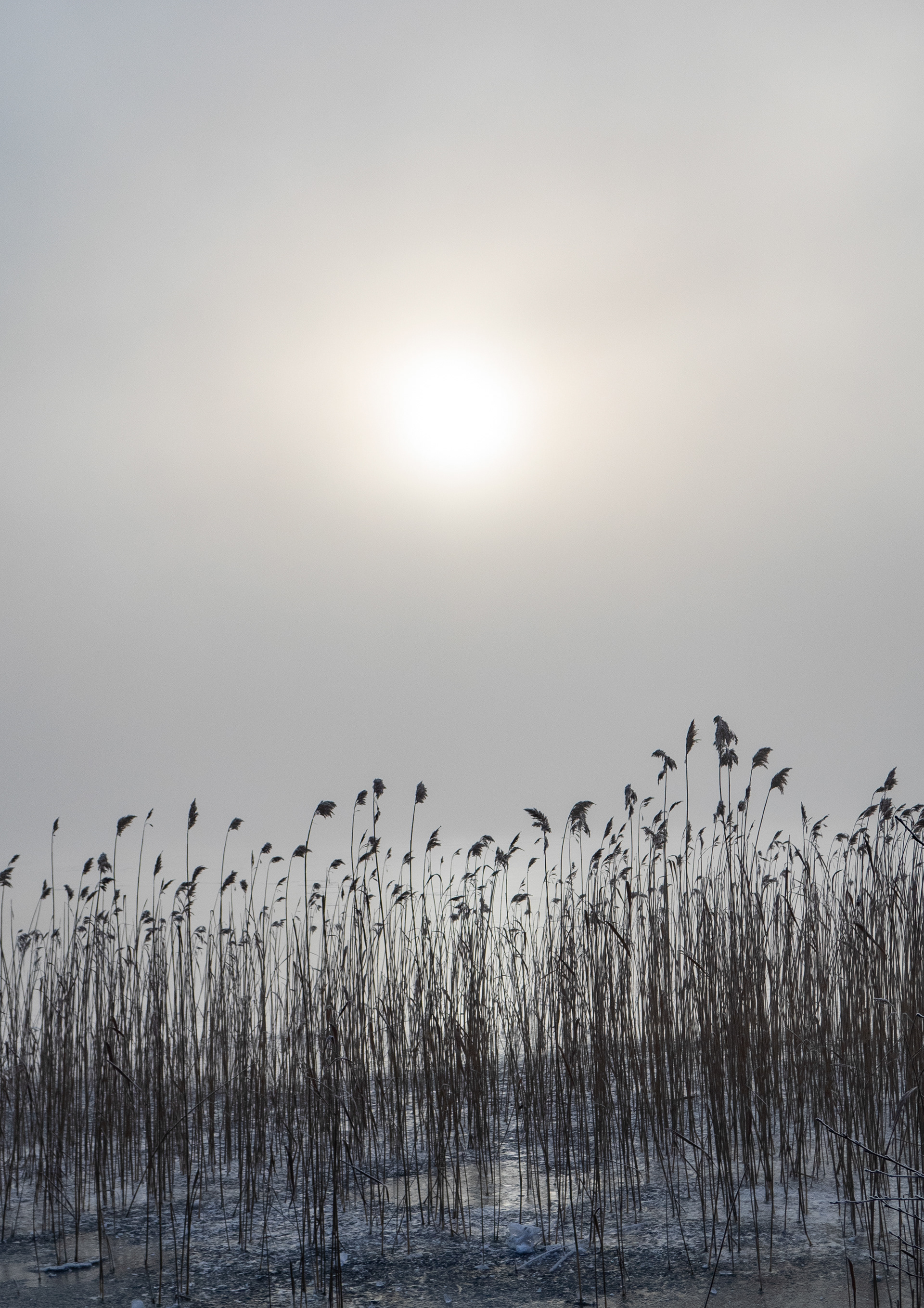 A hazy misty winter morning by the frozen lake showing on reeds sticking out of the ice in Sweden