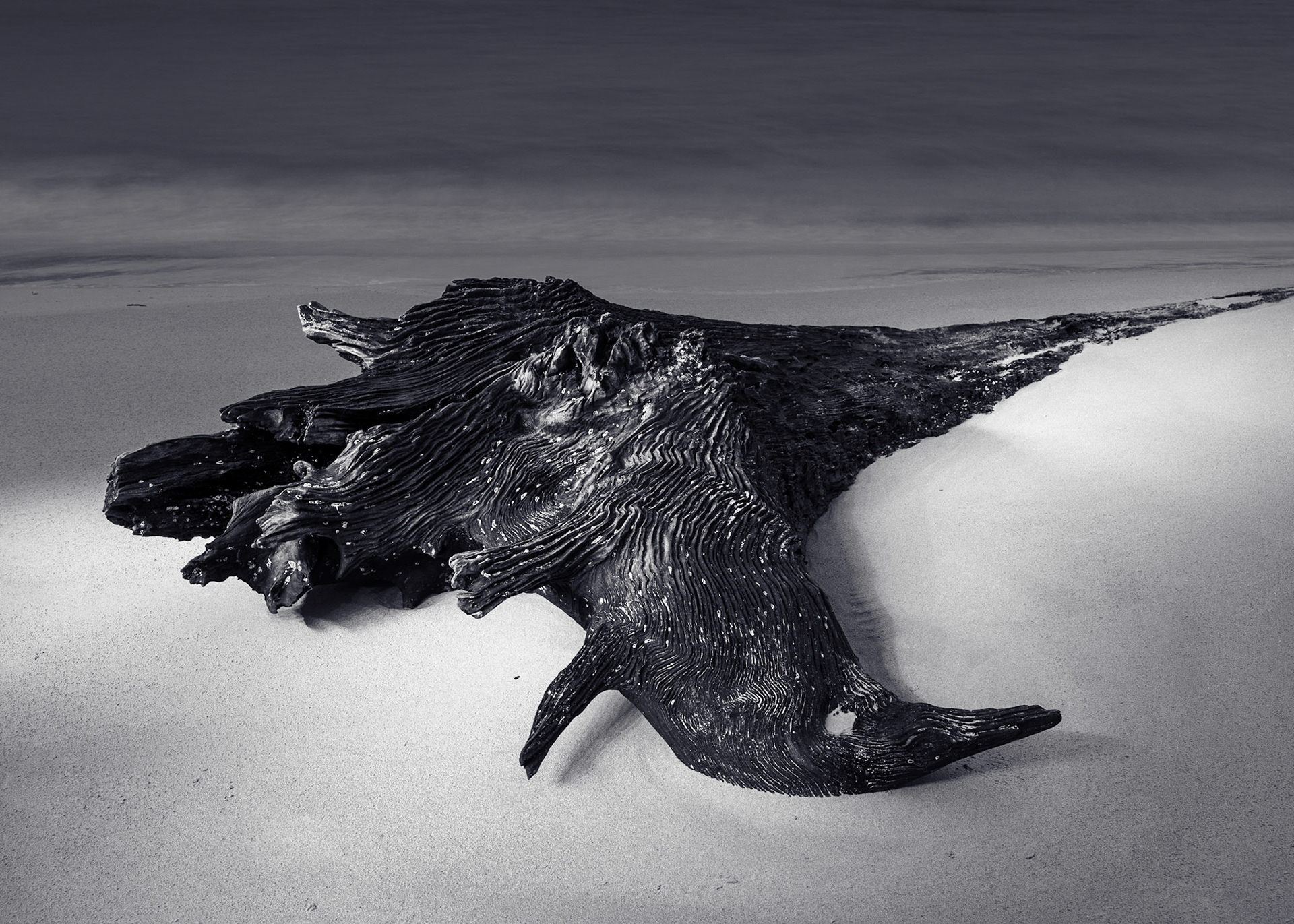 Cockle CreekTasmania01/2022