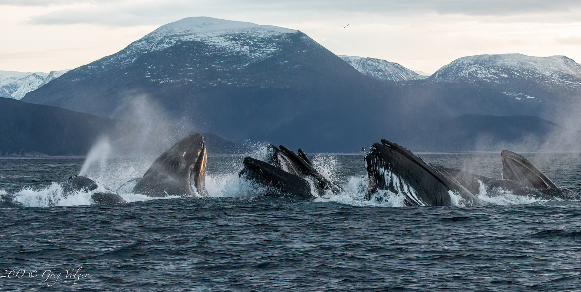 Humpbacks lung feeding