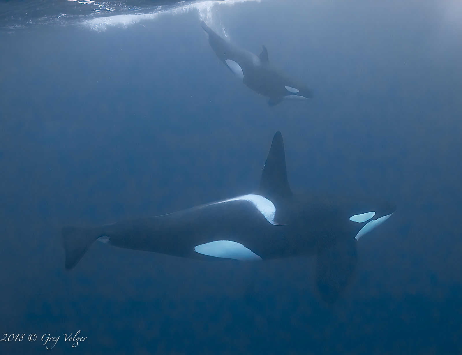 Orcas