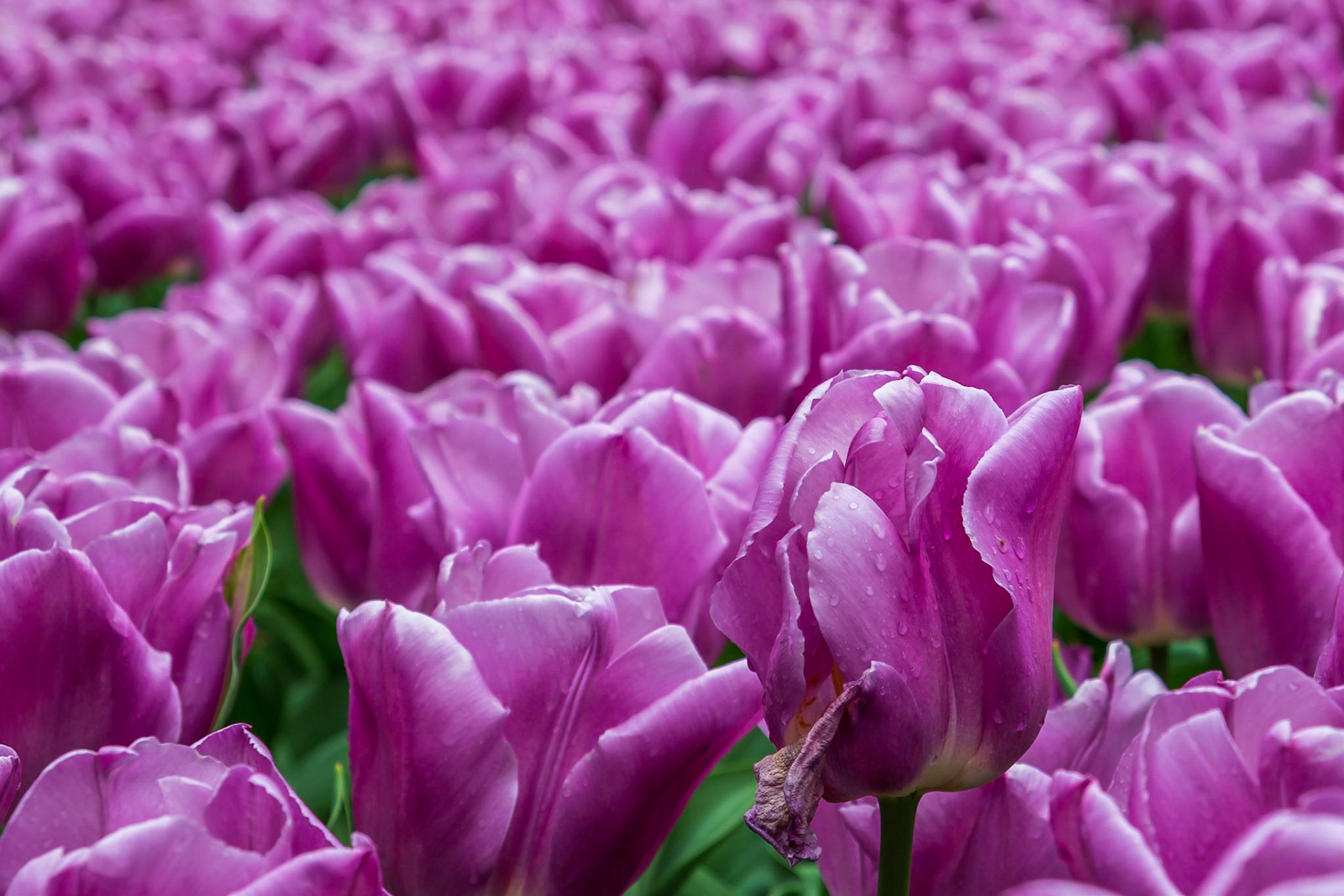 2019 | Netherlands, Keukenhof