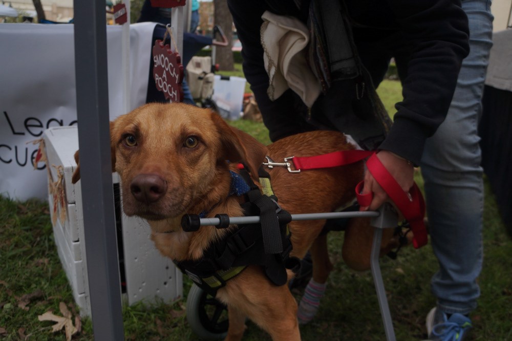 The Addicus’ Legacy Dog Rescue brought Francis the dog as a showcase for their adoption program.