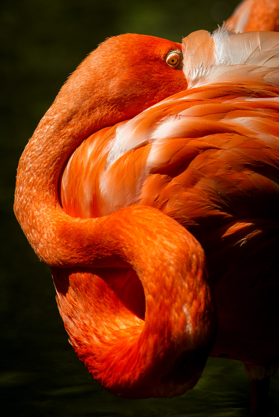 Fenicottero americano (Phoenicopterus ruber)