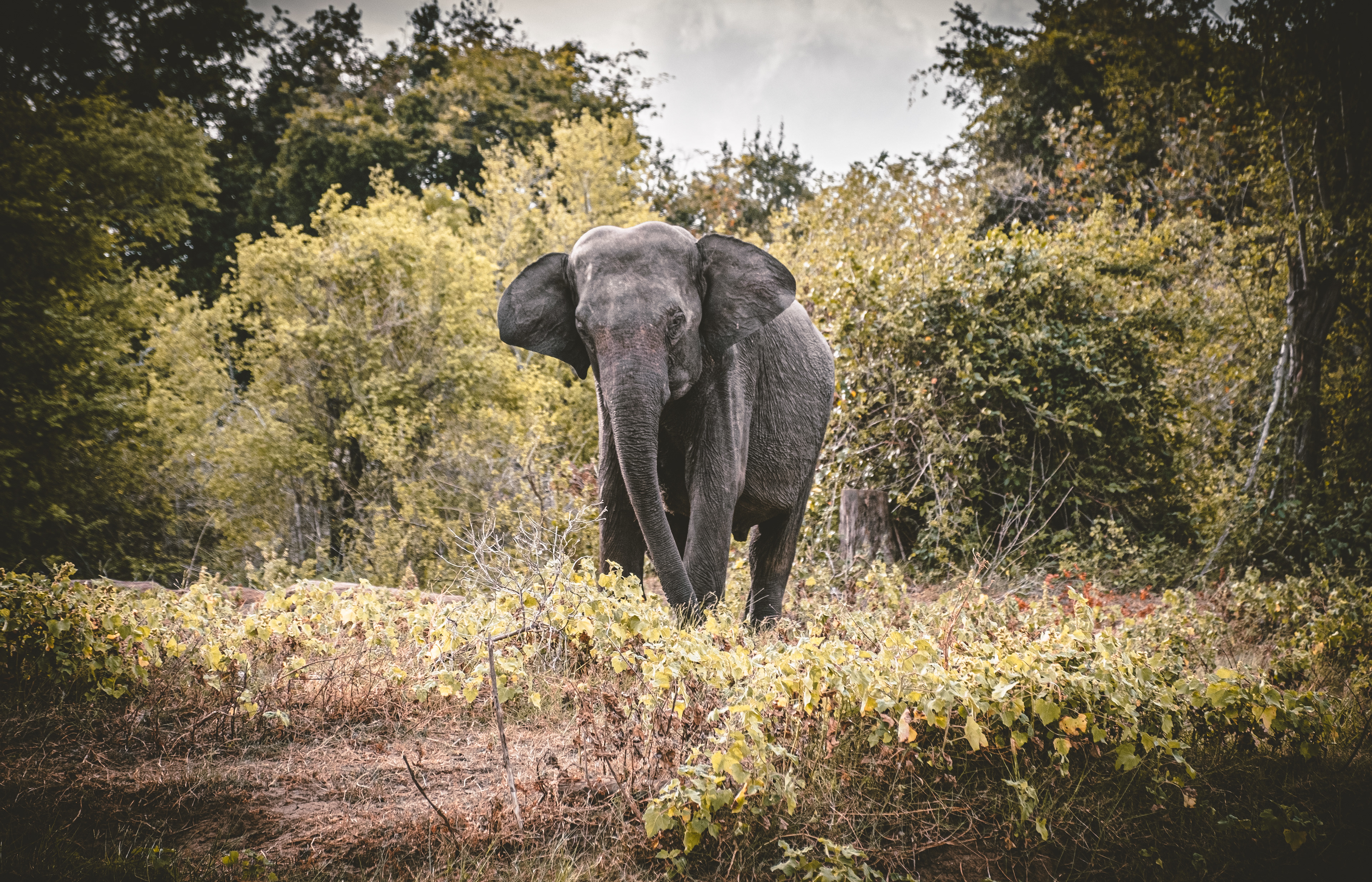 090_elephant