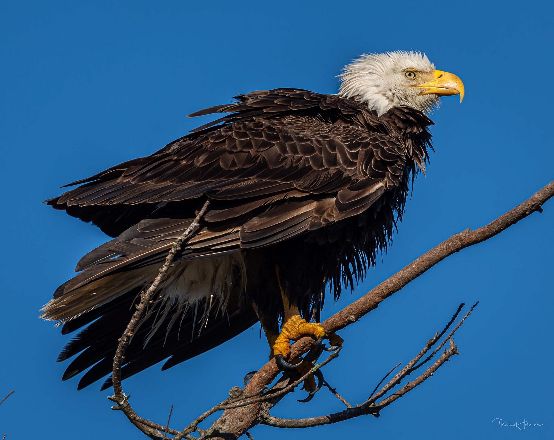 Bald Eagle