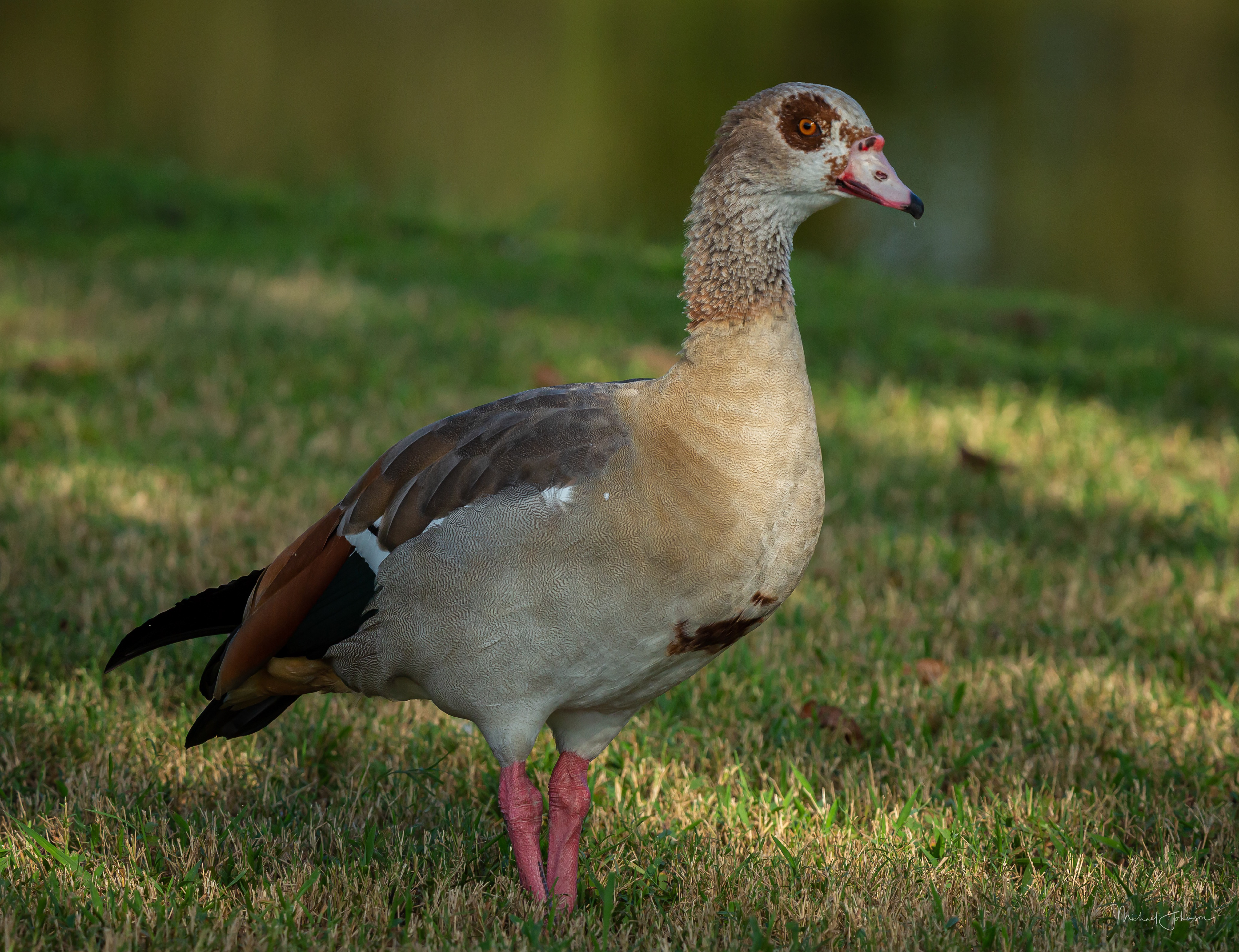 Egyptian Goose