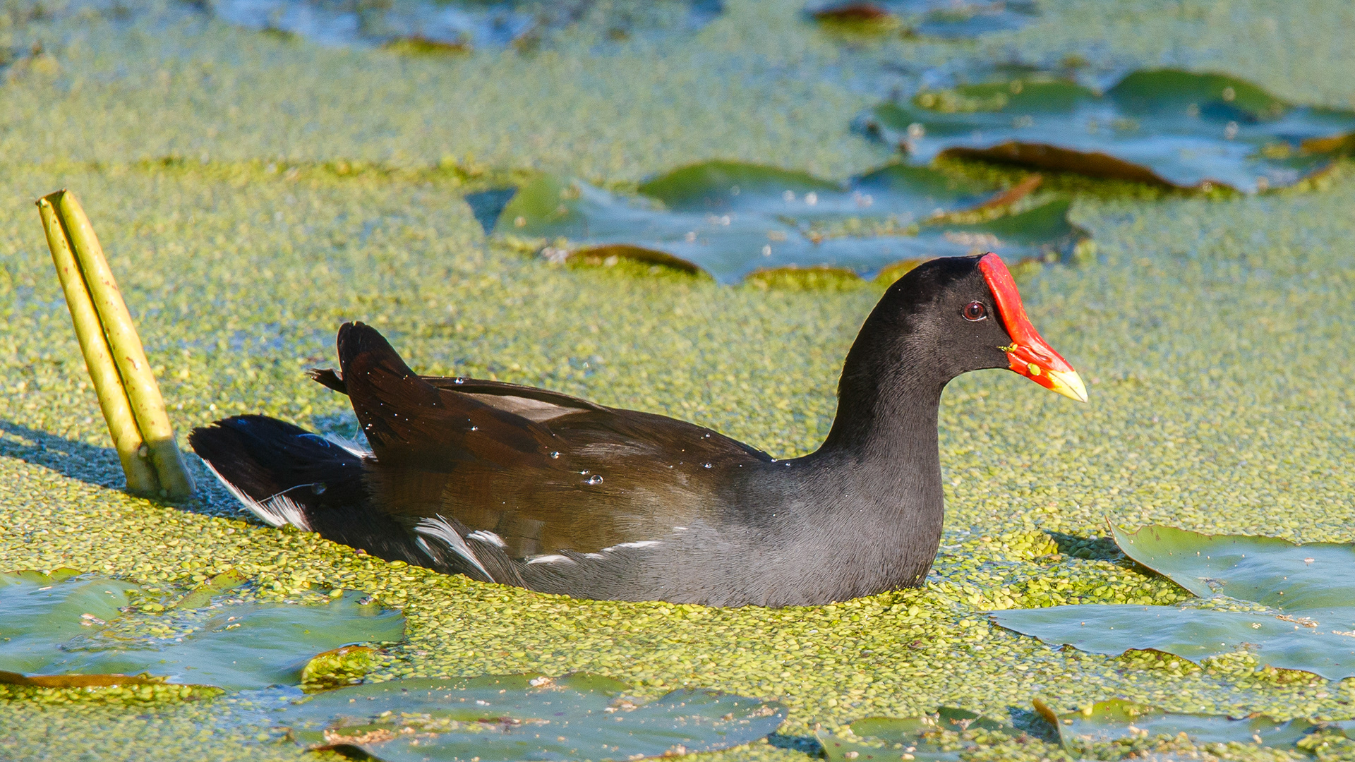 Common Gallinule