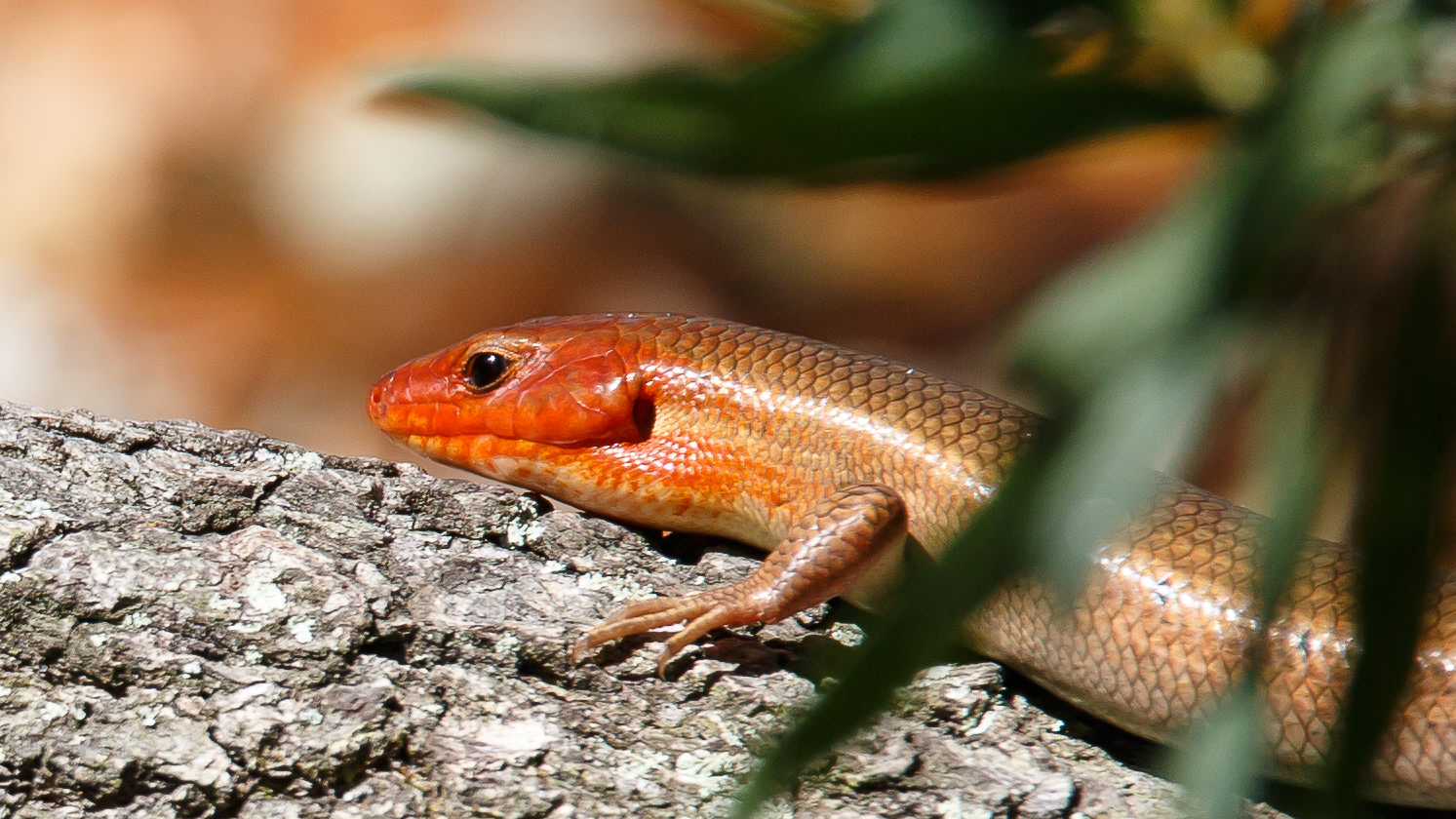 Broad-headed Skink