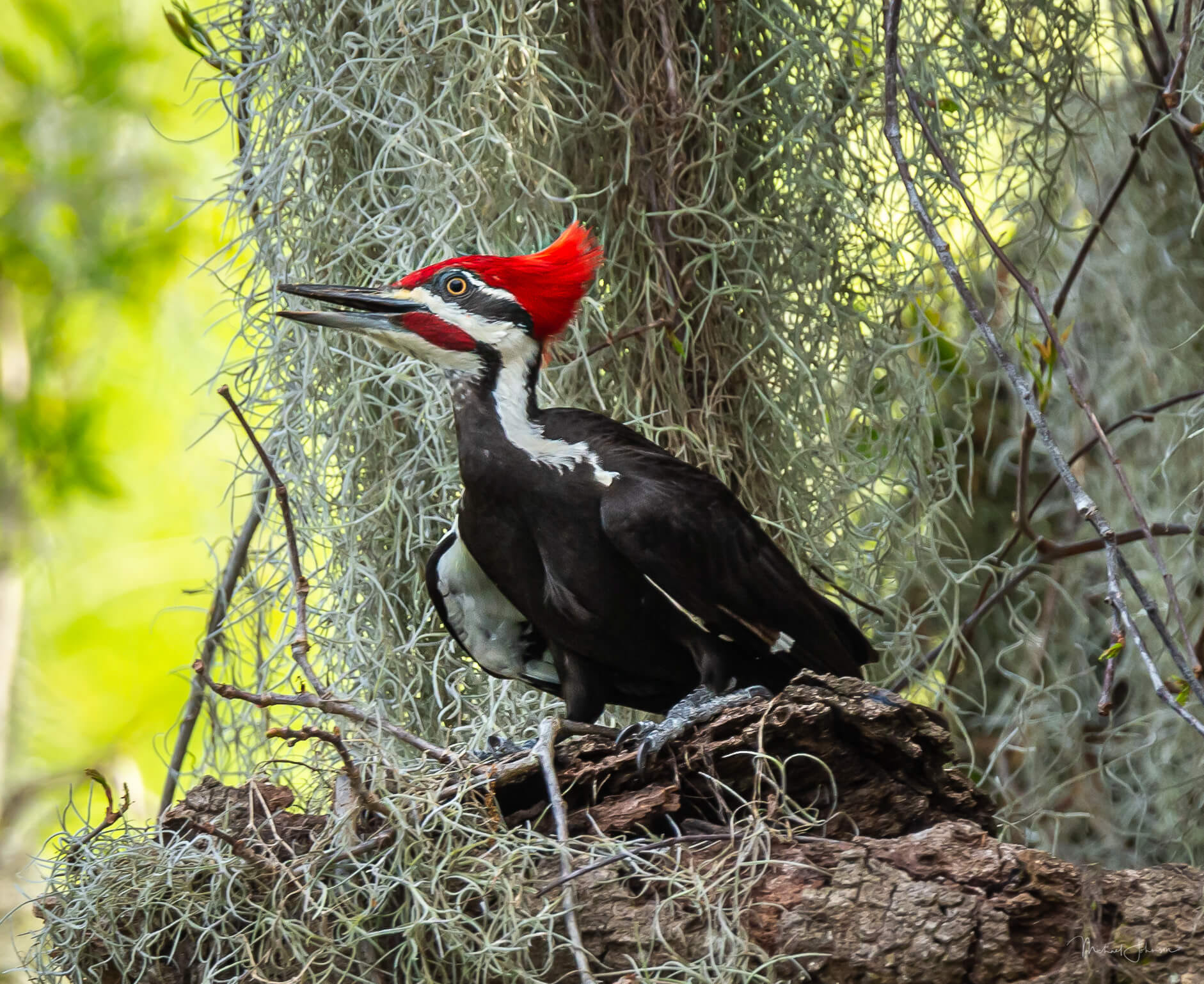 Pileated Woodpecker