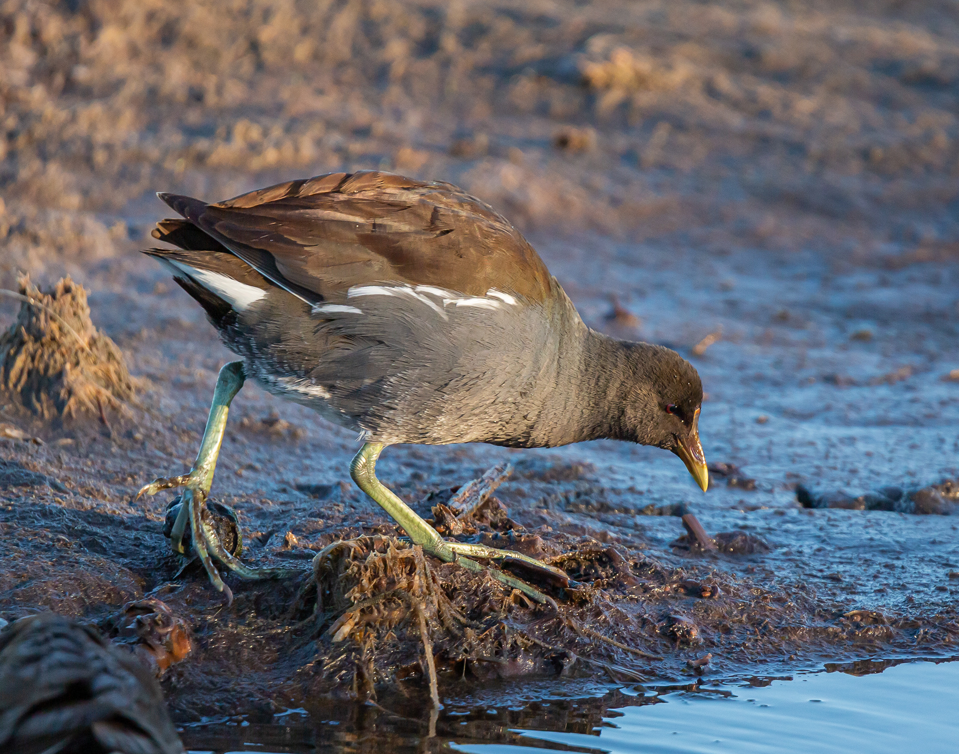 Common Gallinule