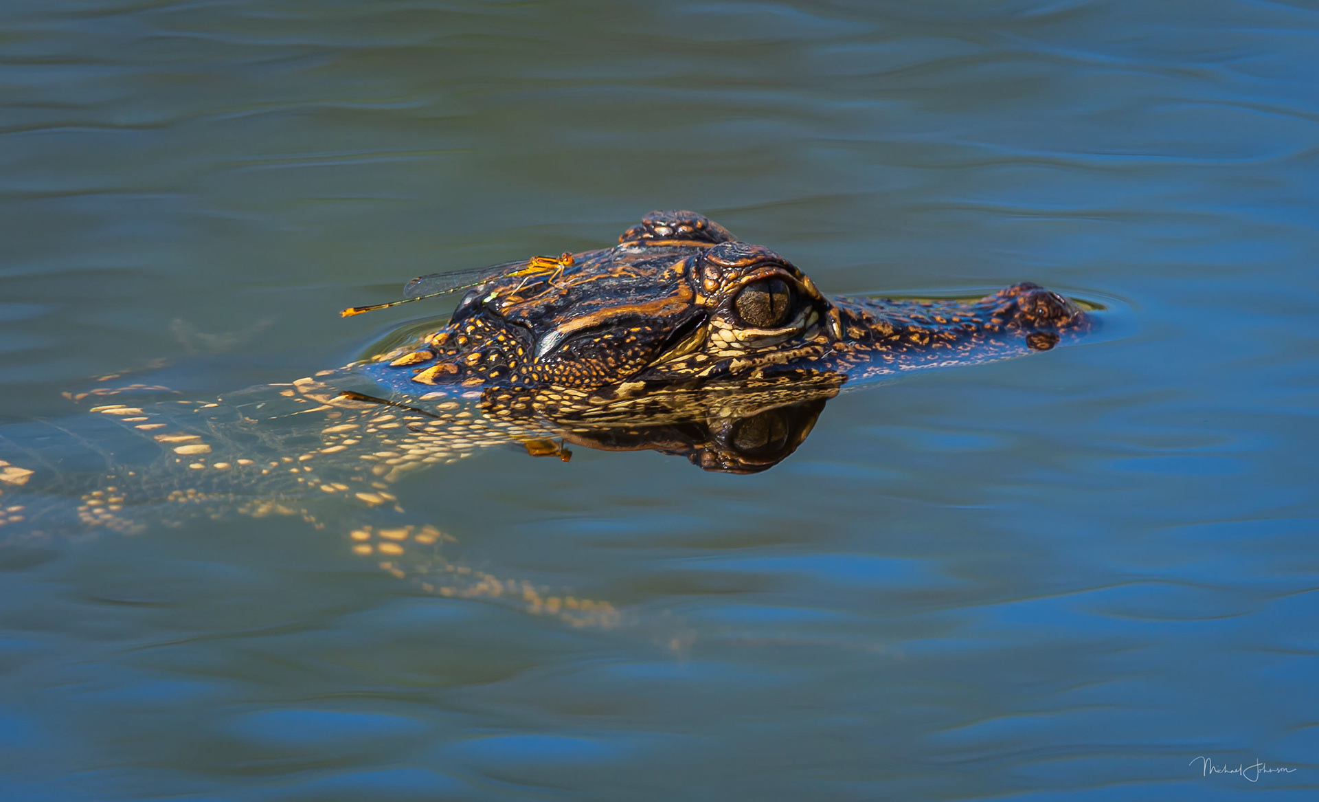 American Alligator