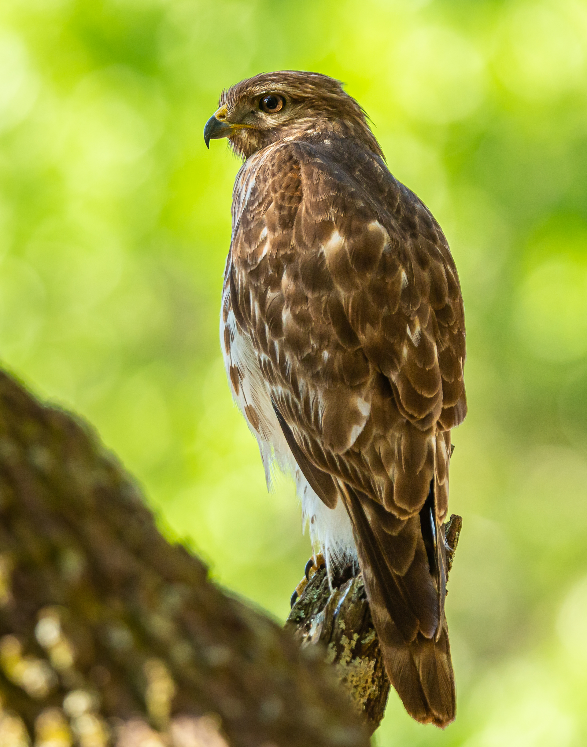 Red-shouldered Hawk