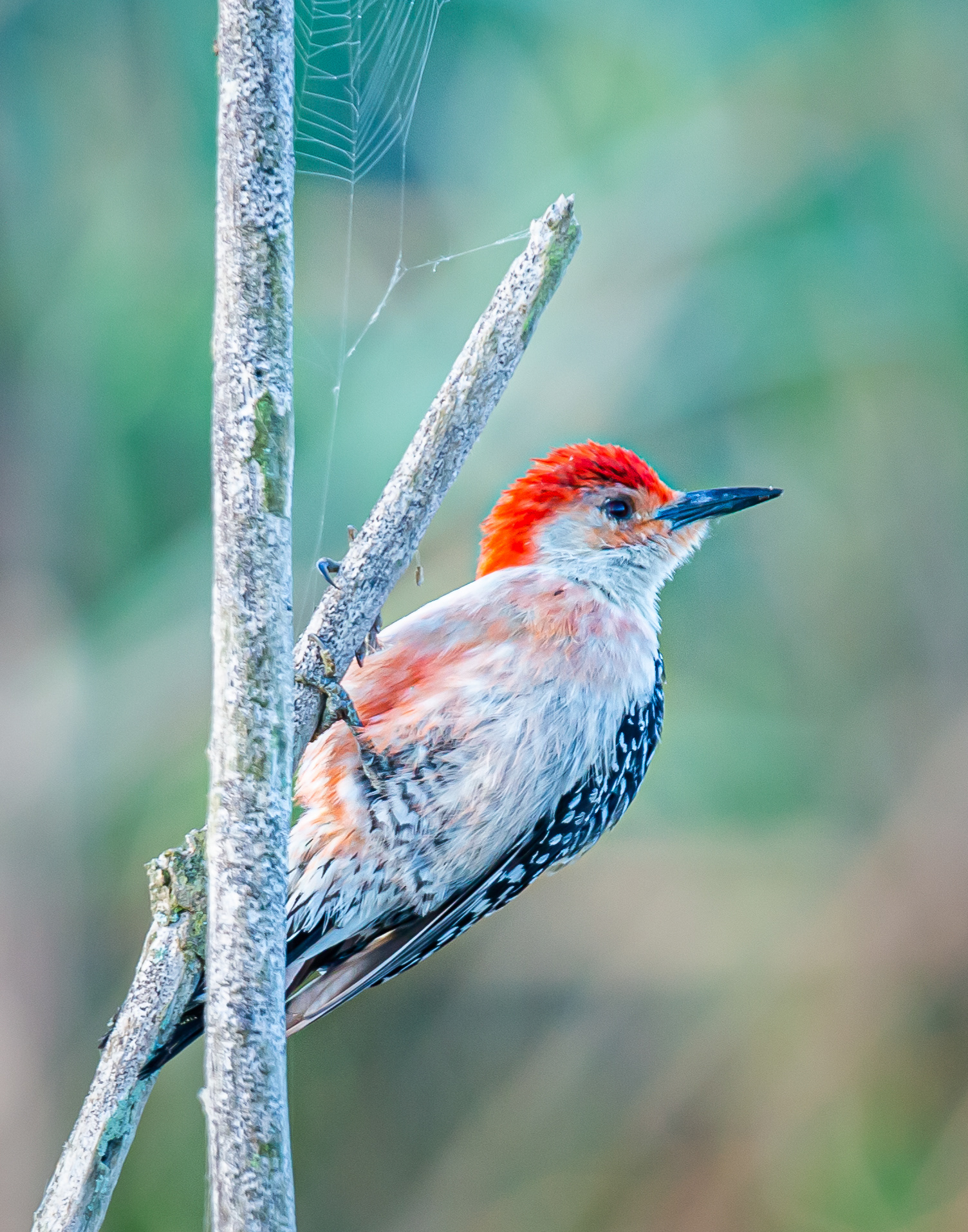 Red-bellied Woodpecker