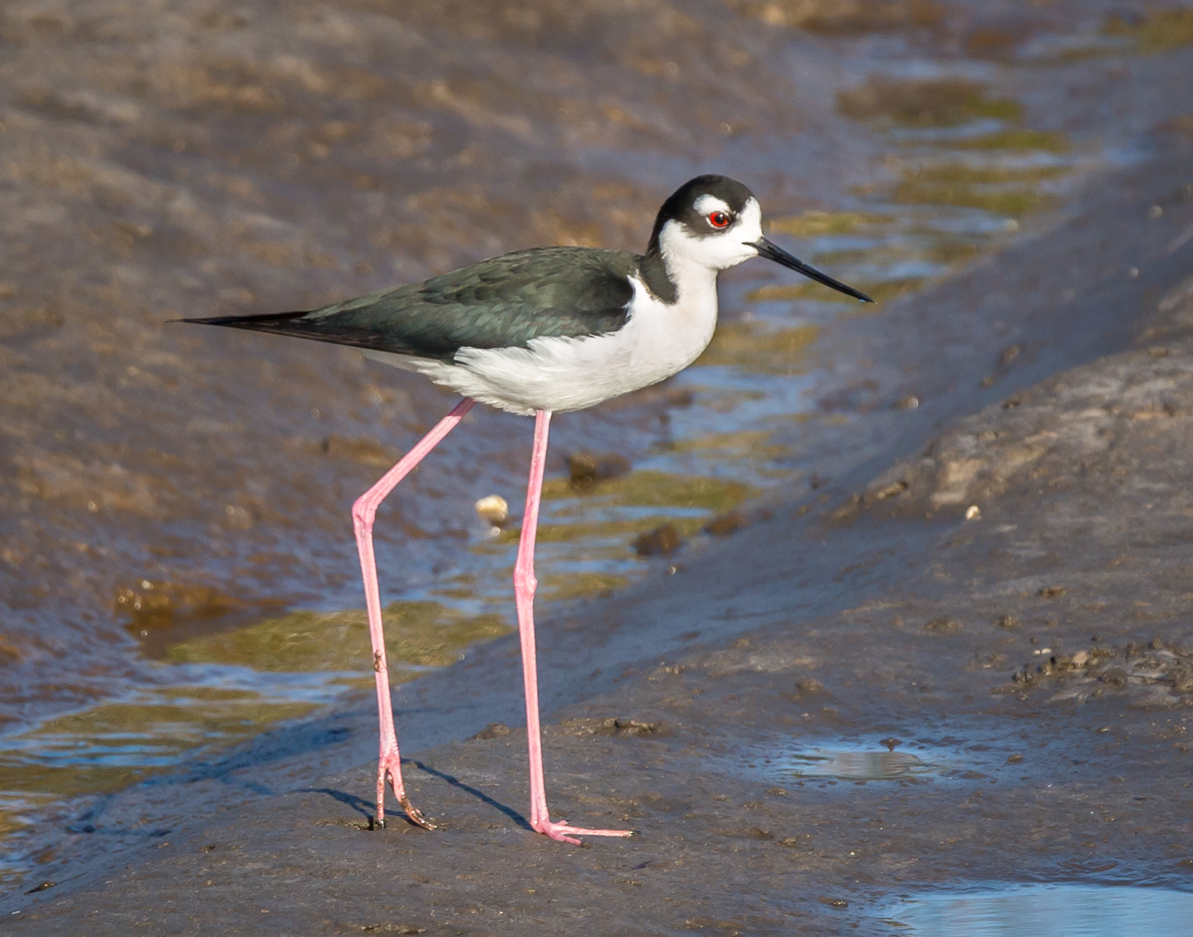 Black-necked Stilt