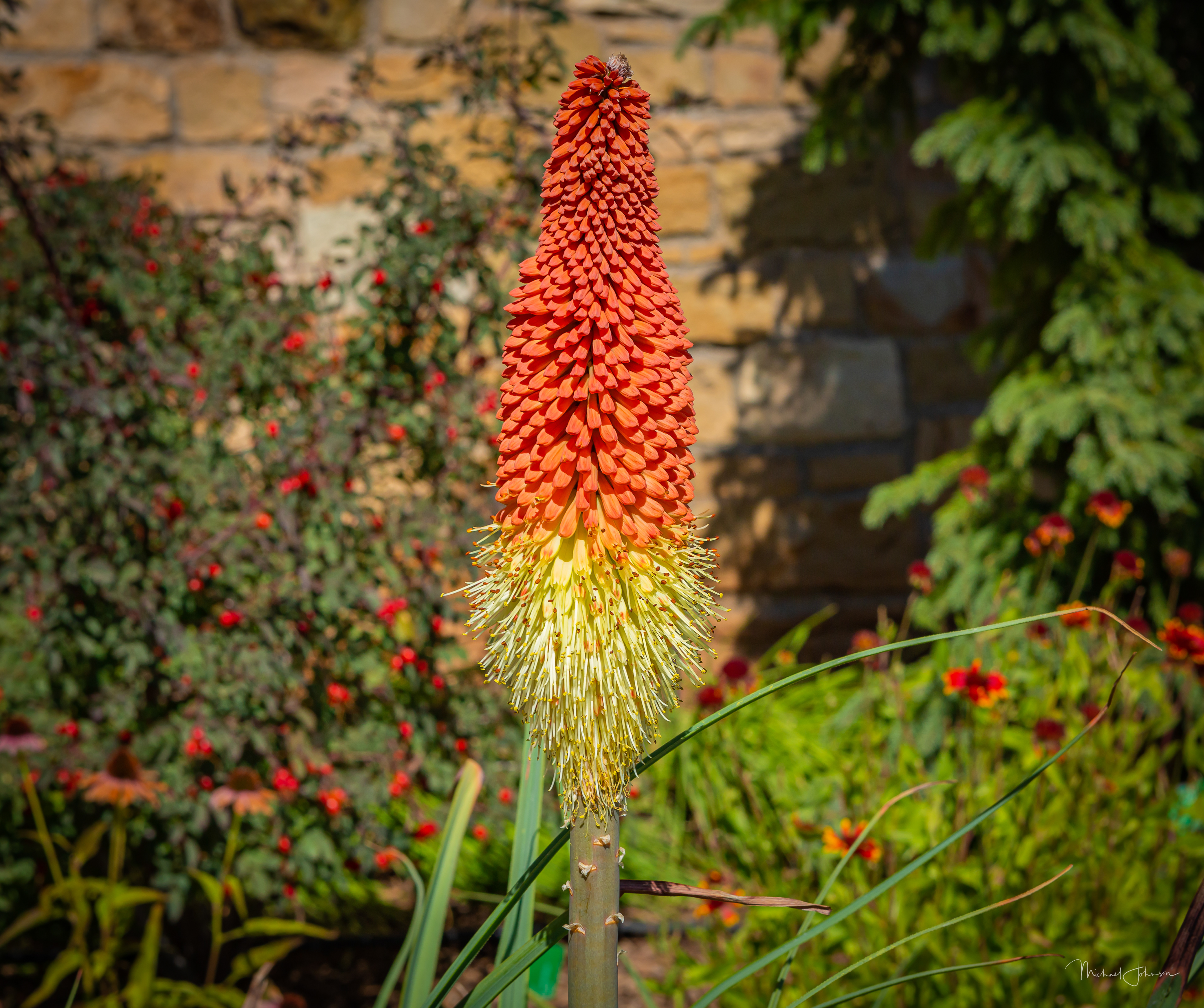 Torch Lily