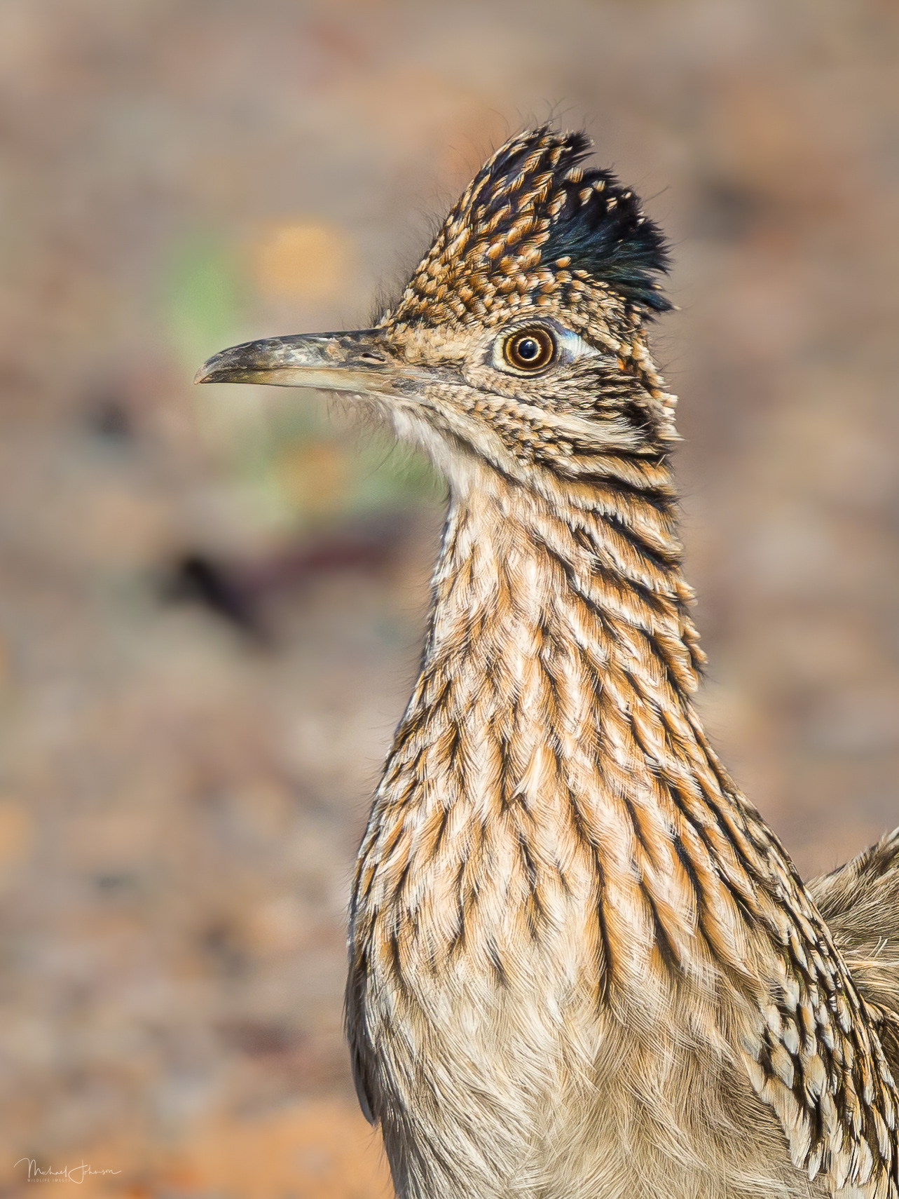Greater Roadrunner