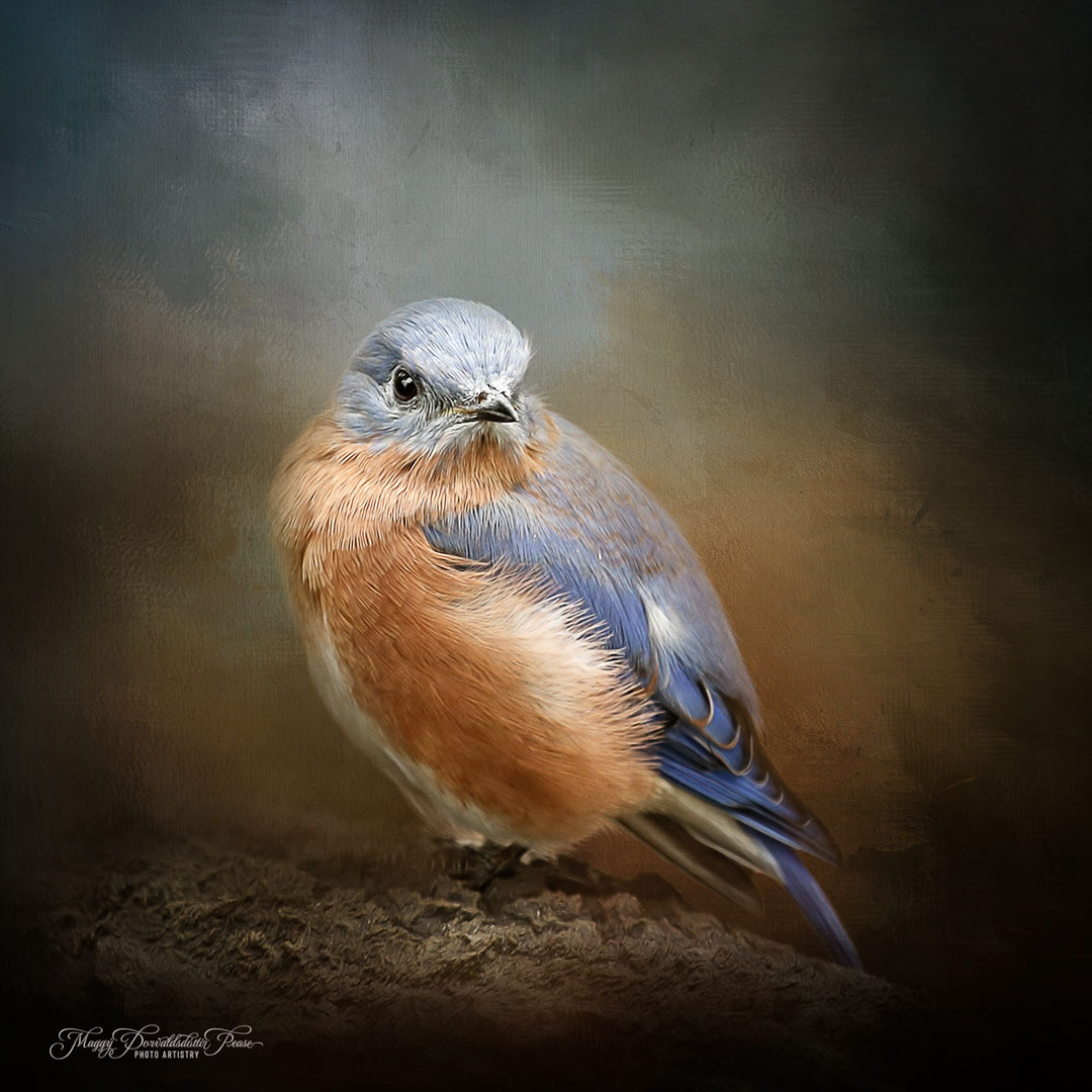 Eastern Bluebird